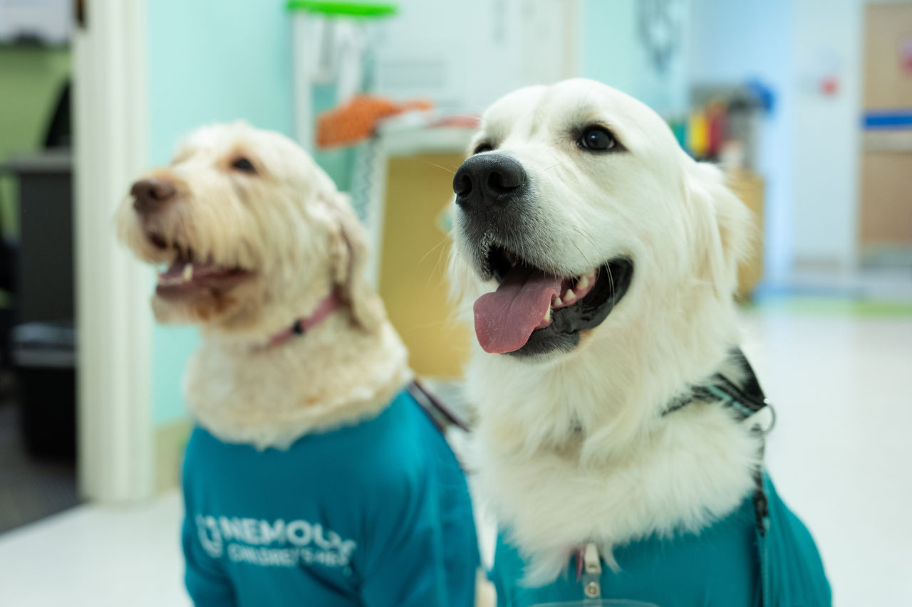 A photo of two therapy dogs: Lulu and Charlie.